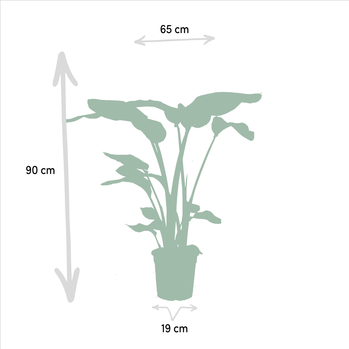 Zimmerpflanzen-Set Monstera, Alocasia & Strelitzia – Pflanzfix24.de - Pflanzfix24.de