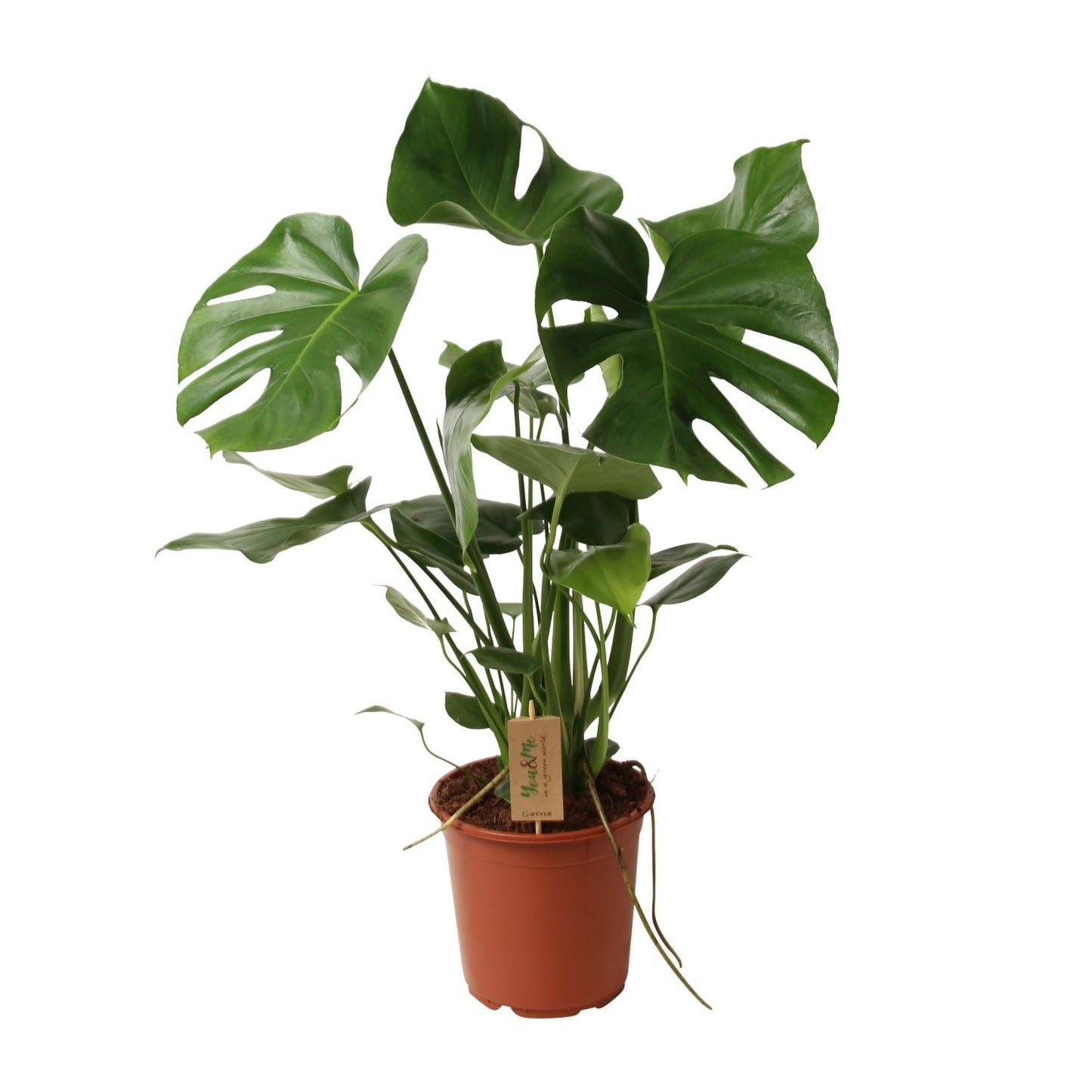 Monstera Deliciosa P21 - Ø21cm - ↕60cm - Pflanzfix24