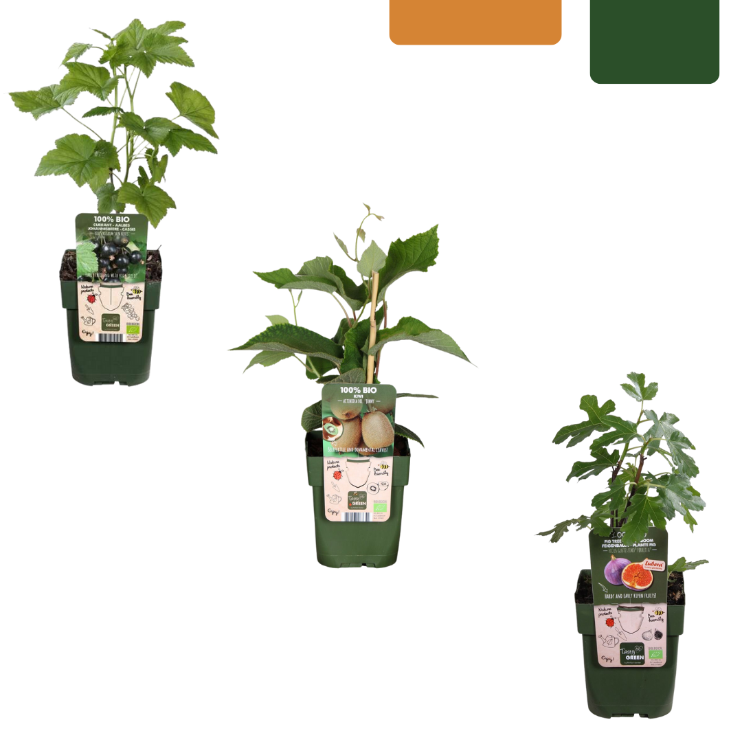 BIO Obstpflanzen-Mix Süße Ernte Trio – Pflanzfix24.de - Pflanzfix24.de
