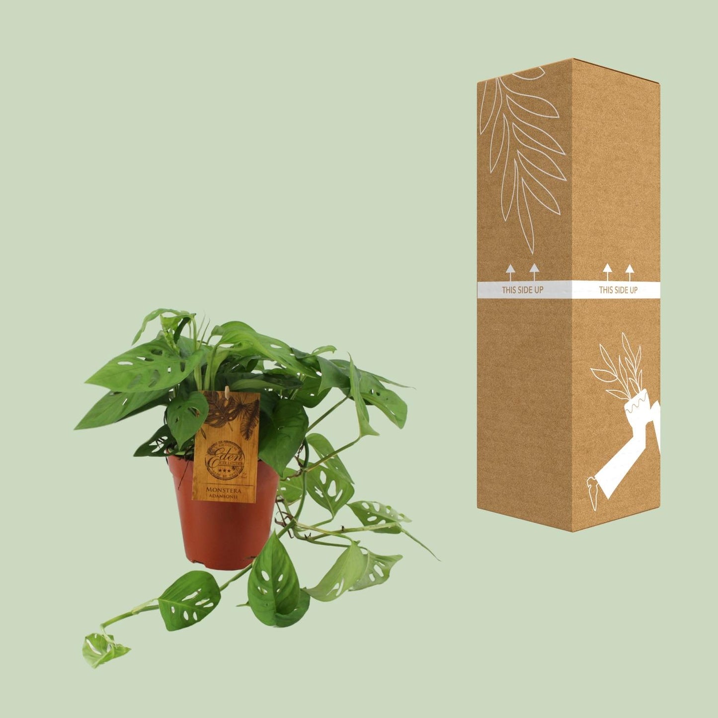 Monstera Adansonii - Ø15cm - ↕40cm - Pflanzfix24