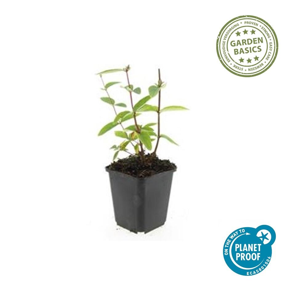 20x Hypericum inodorum 'Annebel' - ↕10-25cm - Ø9cm bei Pflanzfix24.de - Pflanzfix24.de