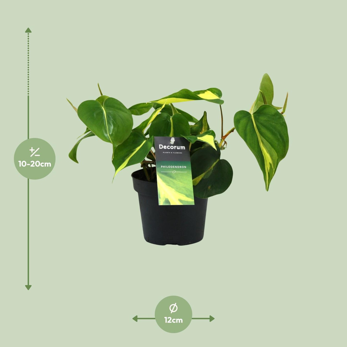 Philodendron Brasil Scandens Ø12cm – Pflegeleichte Zimmerpflanze | Pflanzfix24.de - Pflanzfix24.de