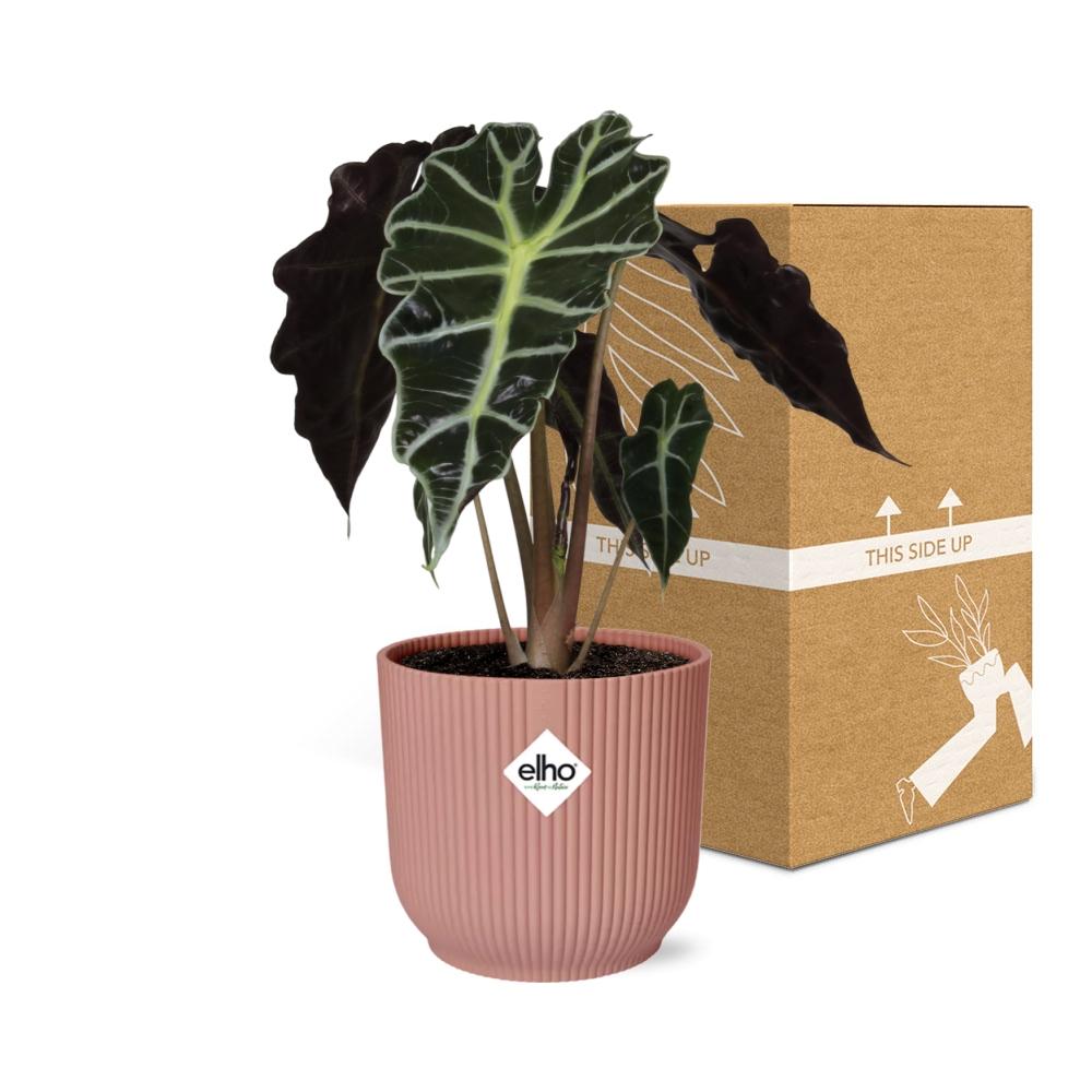 Alocasia Polly ELHO Vibes Fold 14cm rosa | Pflanzfix24