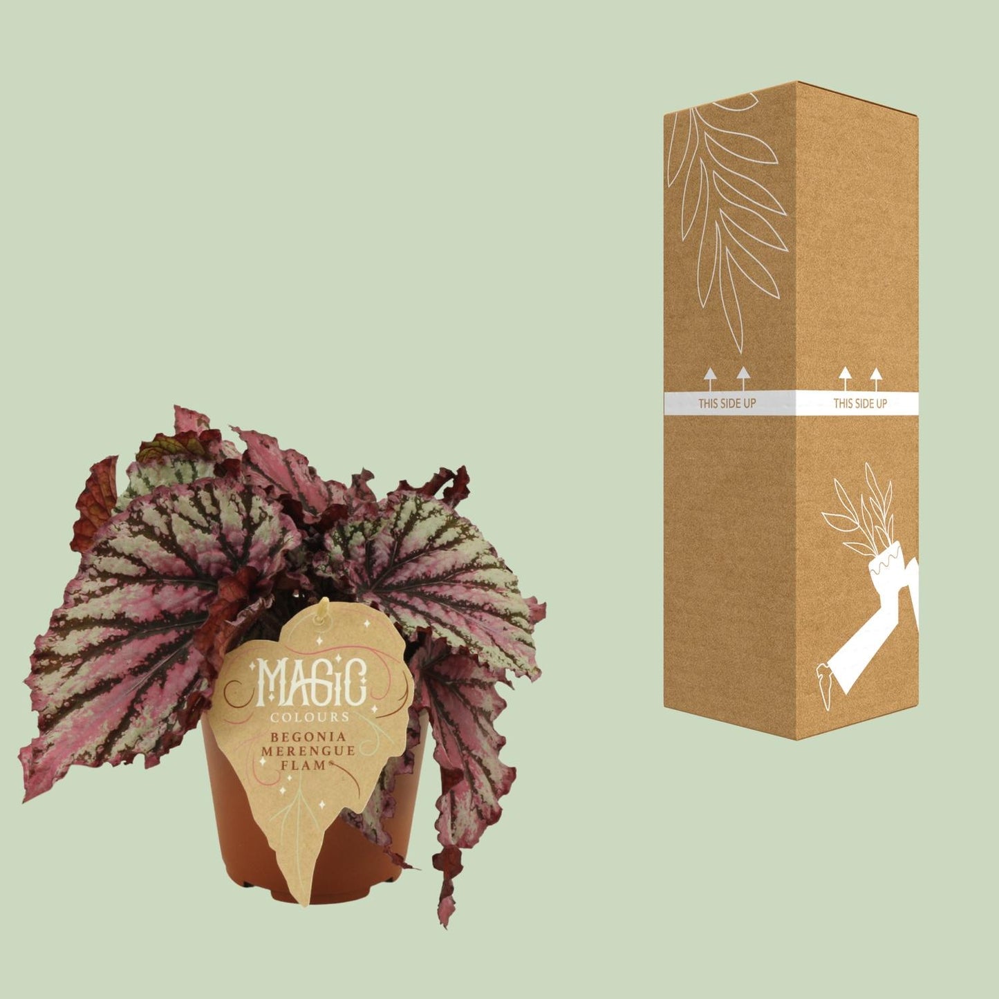 Begonia Rex Merenque - Ø12cm - ↕25cm - Pflanzfix24