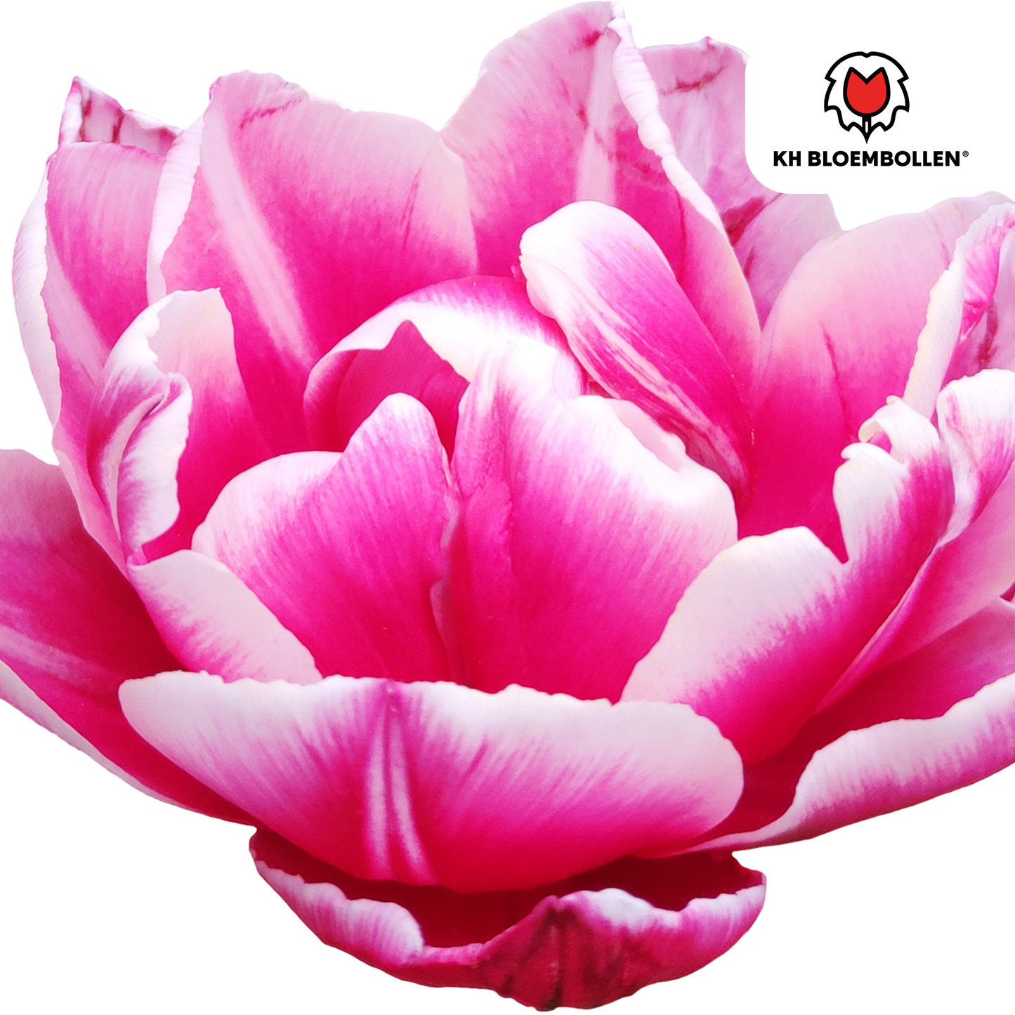 Tulpenbollen Columbus – 20 Stuks | KH Bloembollen® | Roze-Witte Dubbele Pioentulp - Pflanzfix24