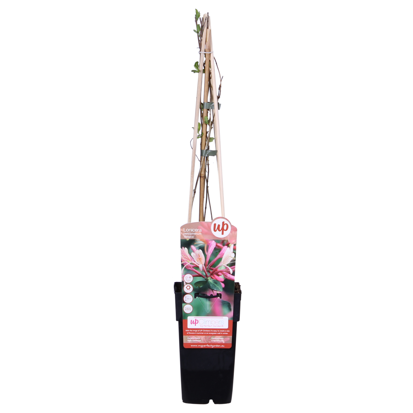 3x - Lonicera periclymenum 'Belgica' - ↨65cm - Ø15 - Pflanzfix24