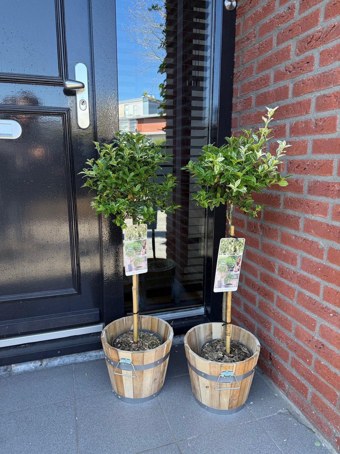 GreenboutiQ Euonymus fortunei Harlequin Stamm-Pflanze 19cm – Pflanzfix24