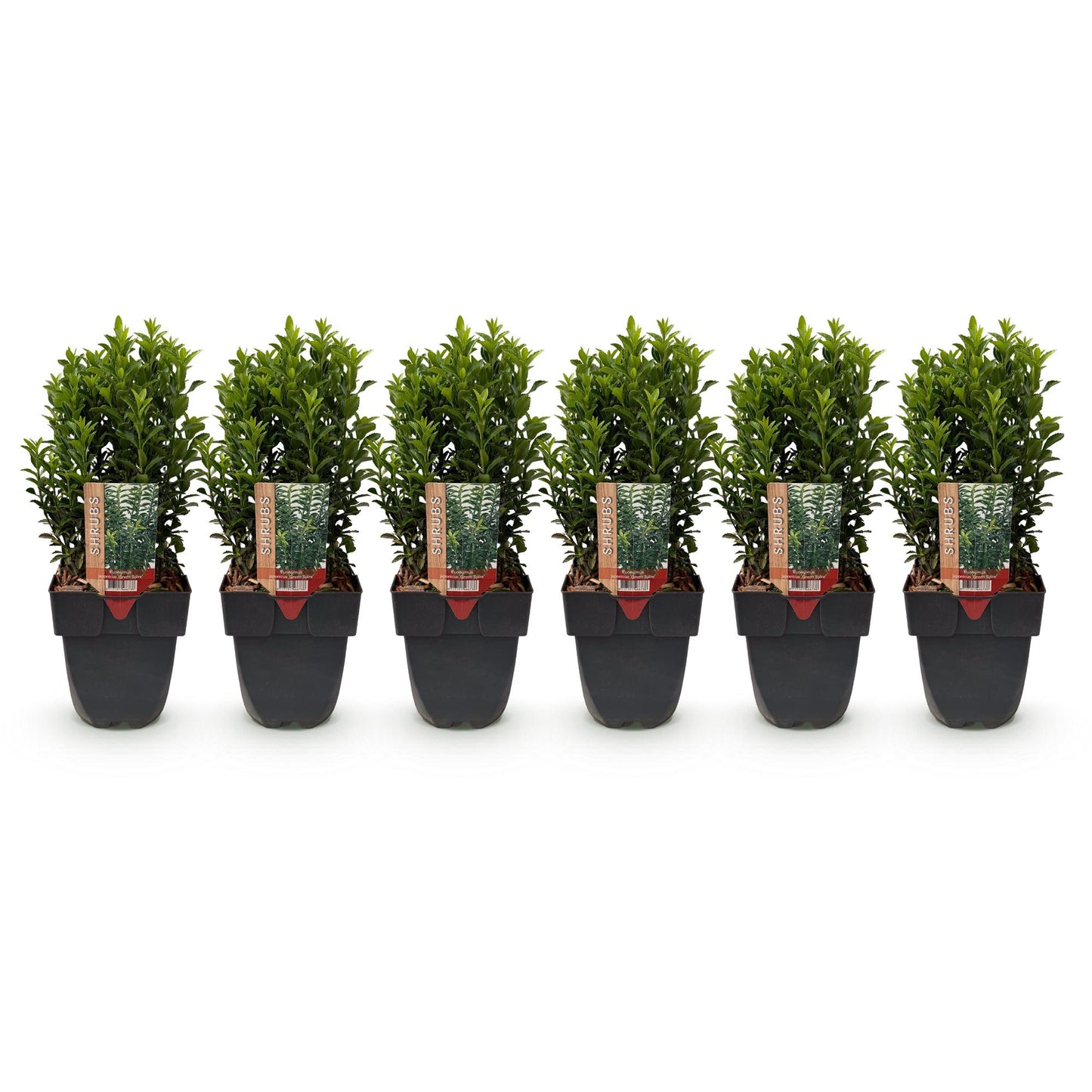 Pflanzfix24.de - Euonymus japonica Green Spire - 6 Pflanzen - 1m - immergrün - Pflanzfix24.de