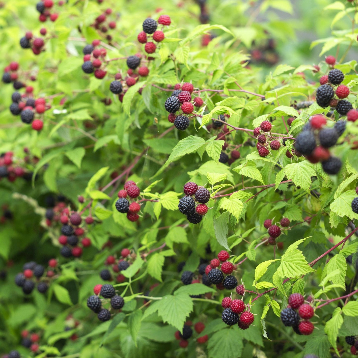 Pflanzfix24 - Brombeere - Rubus Black Satin - Schwarze Brombeere - Dornenlos - 2 Pflanzen