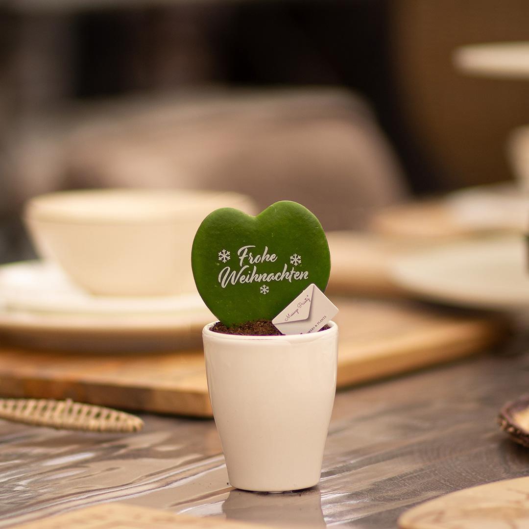 Message Printz® Hoya (Heartplant) | Frohe Weihnachten - Pflanzfix24
