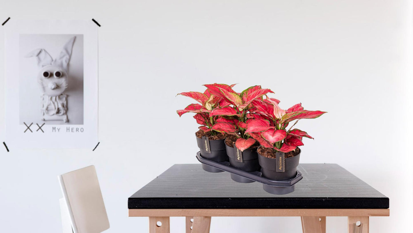 Aglaonema Red Joy - Ø19cm - ↕40cm - Pflanzfix24