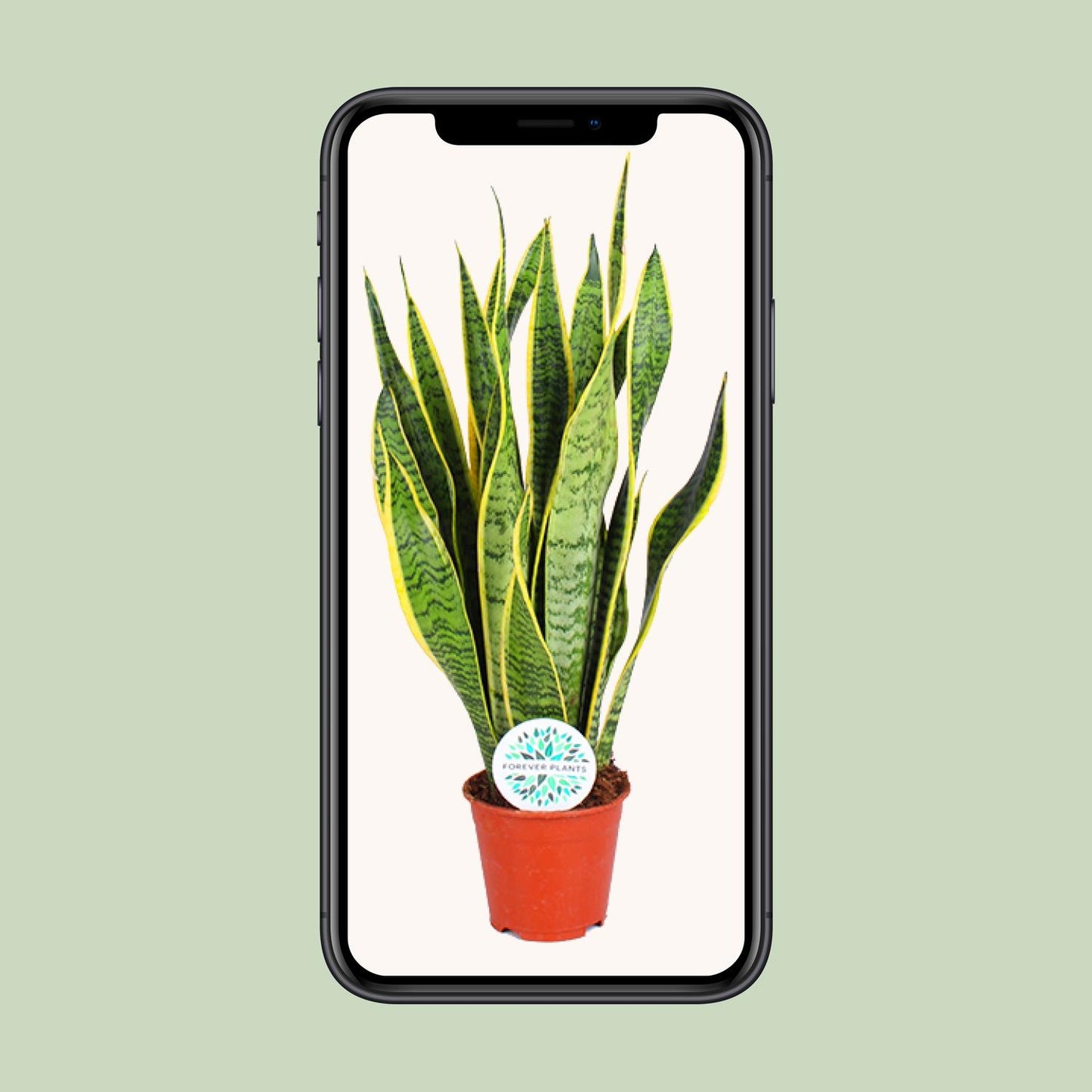 Sansevieria Trifasciata Laurentii Ø14cm | Pflegeleichte Zimmerpflanze – Pflanzfix24