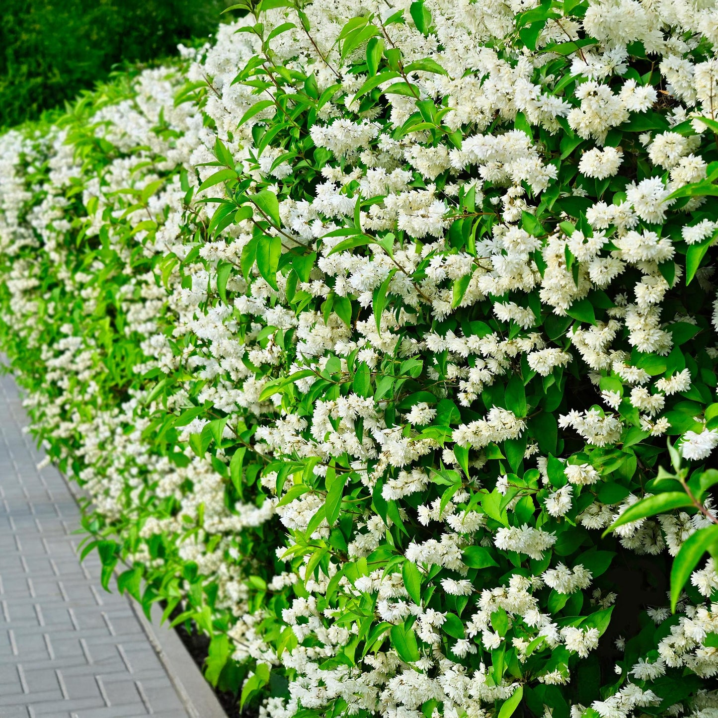 Pflanzfix24 - Philadelphus Snowbelle - Weiße Blüten - 1 Pflanze - Laubabwerfend - Topf 17cm