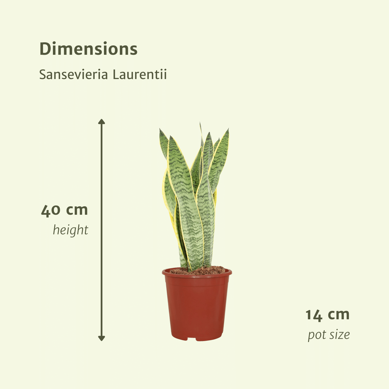 2x Sansevieria Laurentii - Frauenzunge - 40cm - ø14 bei Pflanzfix24.de - Pflanzfix24.de