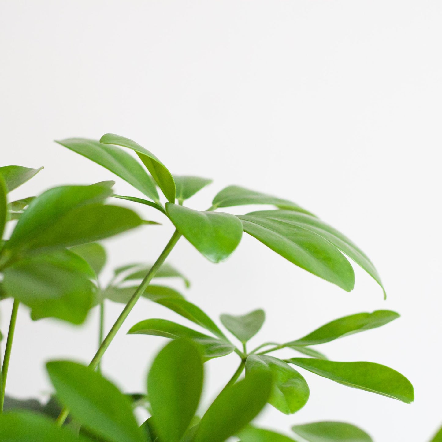 Schefflera Nora mit Viber-Topf – 70 cm – Pflanzfix24.de - Pflanzfix24.de