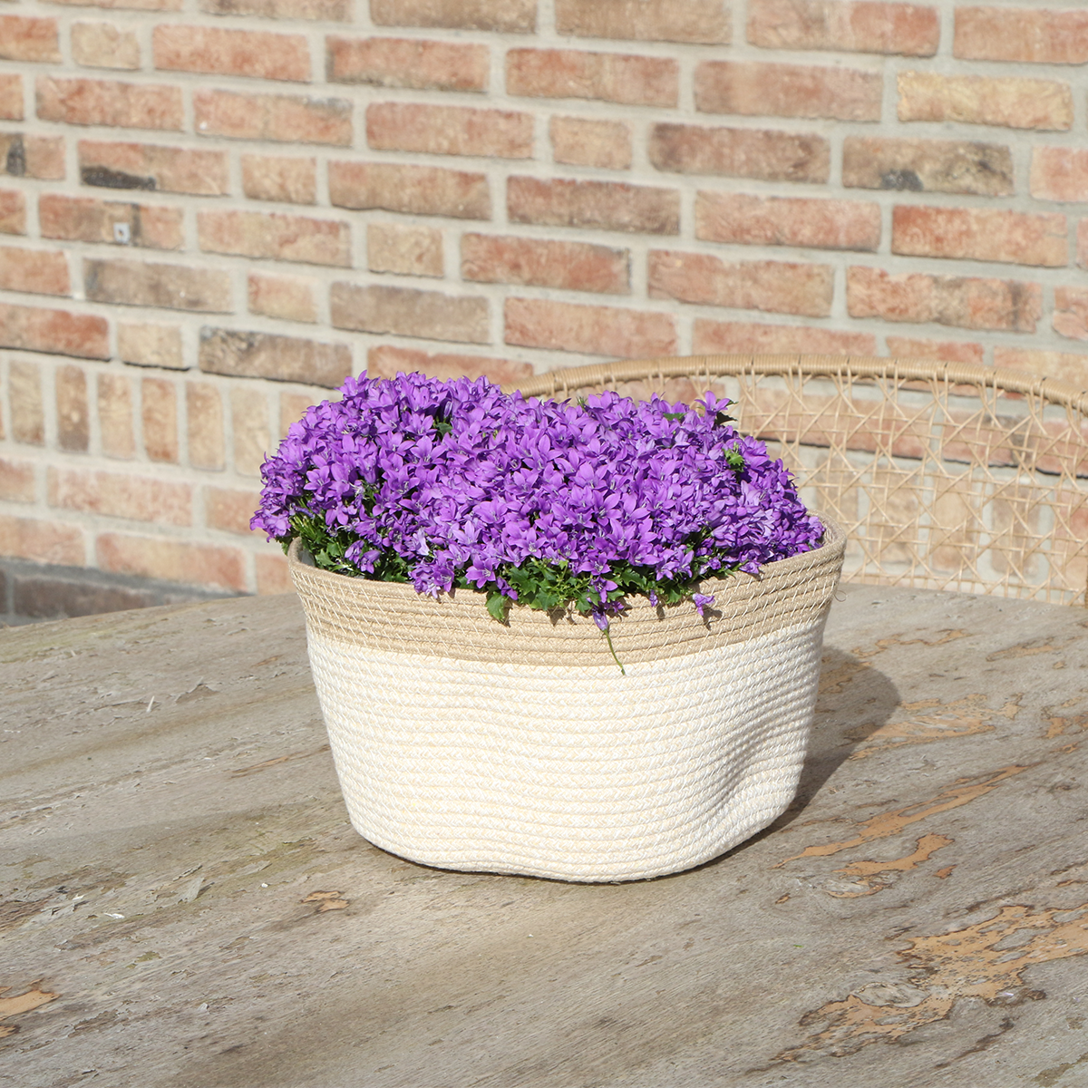 Campanula Addenda Ambella Intense purple - Baumwollschale mit Campanula - 3 Stück - Pflanzfix24.de - Pflanzfix24.de