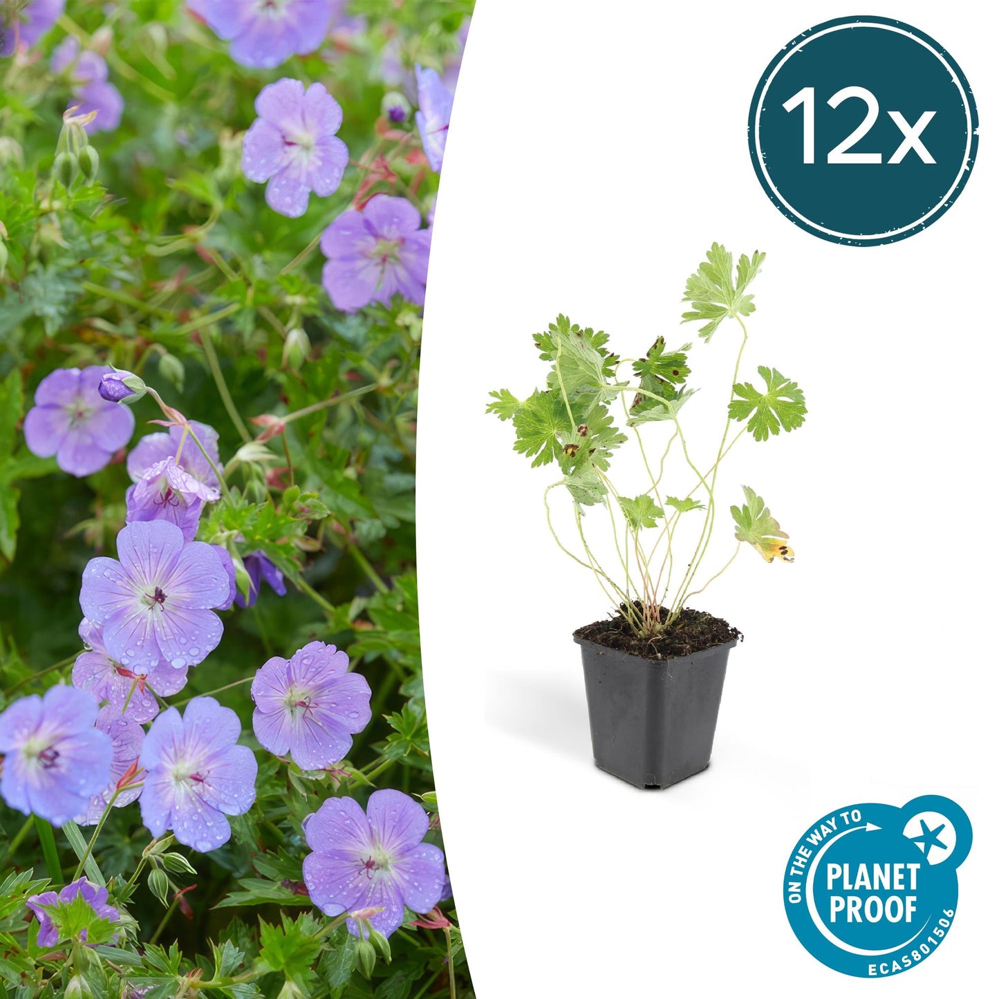 12x Geranium Rozanne – langblühender Bodendecker in Lila | Pflanzfix24.de - Pflanzfix24.de