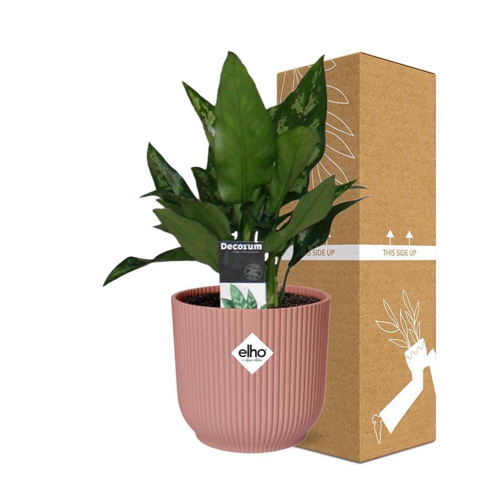 Aglaonema Maria in ELHO Vibes Fold 14cm roze - Pflanzfix24