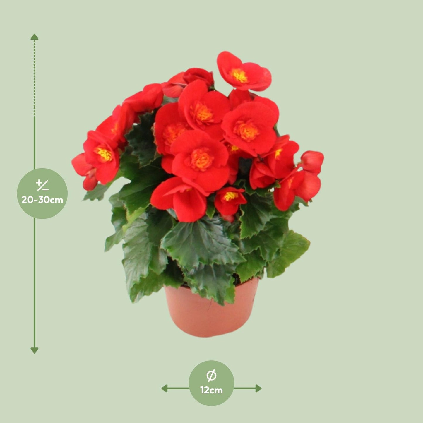 Begonia Sweeties Red - Ø12cm - ↕25cm - Pflanzfix24