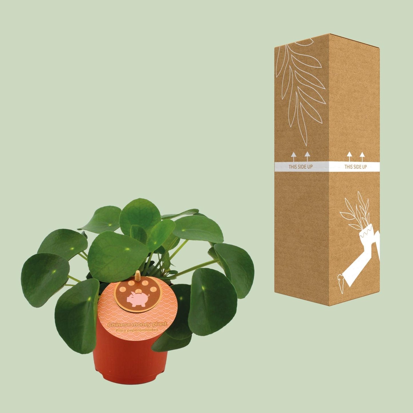 Pilea Peperomioides - Ø11cm - ↕15cm bei Pflanzfix24.de - Pflanzfix24.de