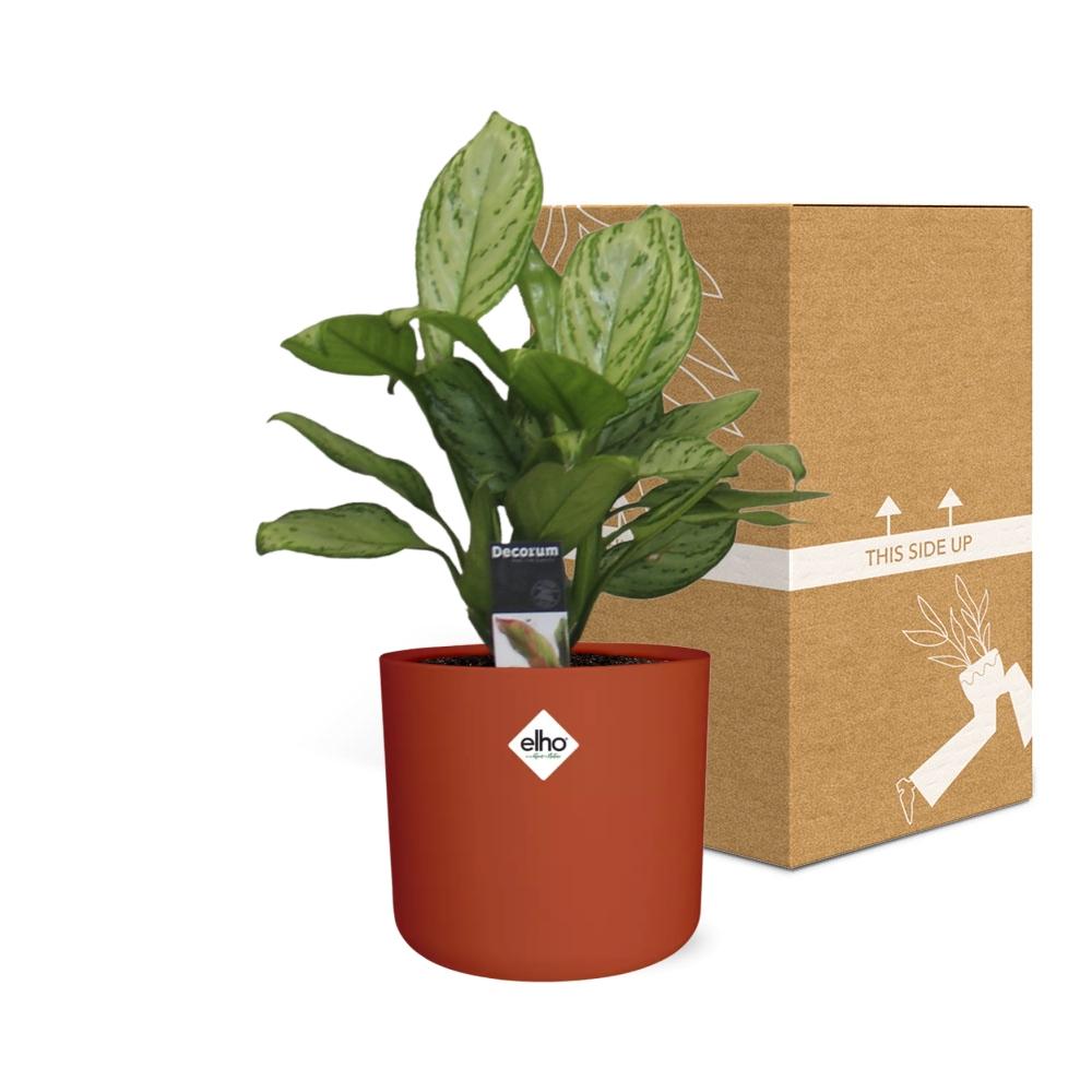 Aglaonema Christina in ELHO b.for soft rond 14cm brique - Pflanzfix24