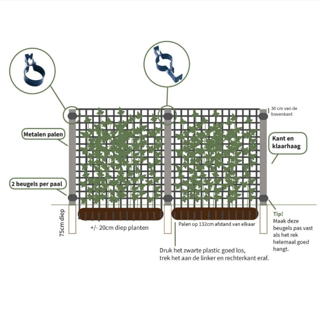Hedera Hibernica Fertighecke - 150 cm - Pflanzfix24.de - Pflanzfix24.de
