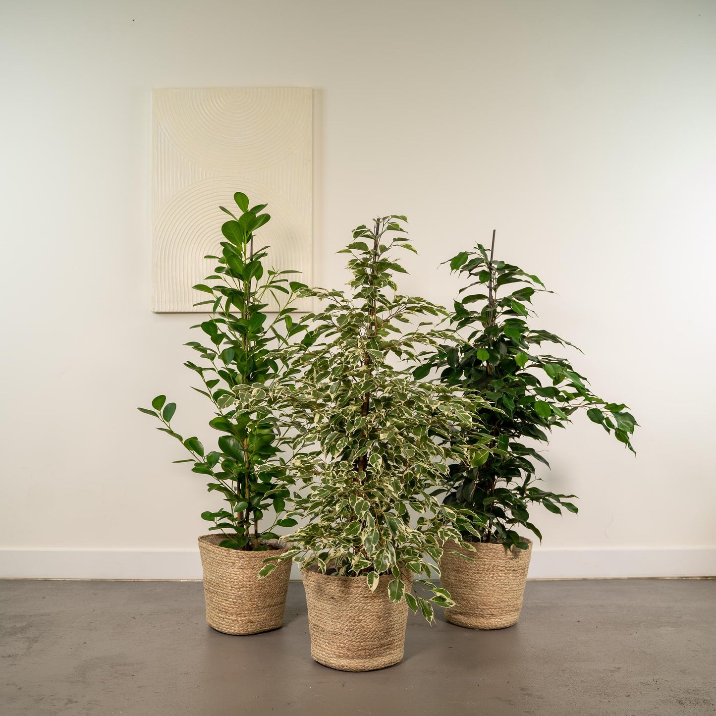 Ficus Zimmerpflanzen-Set - Ø21cm - ↕95cm + Korb Selin - Pflanzfix24