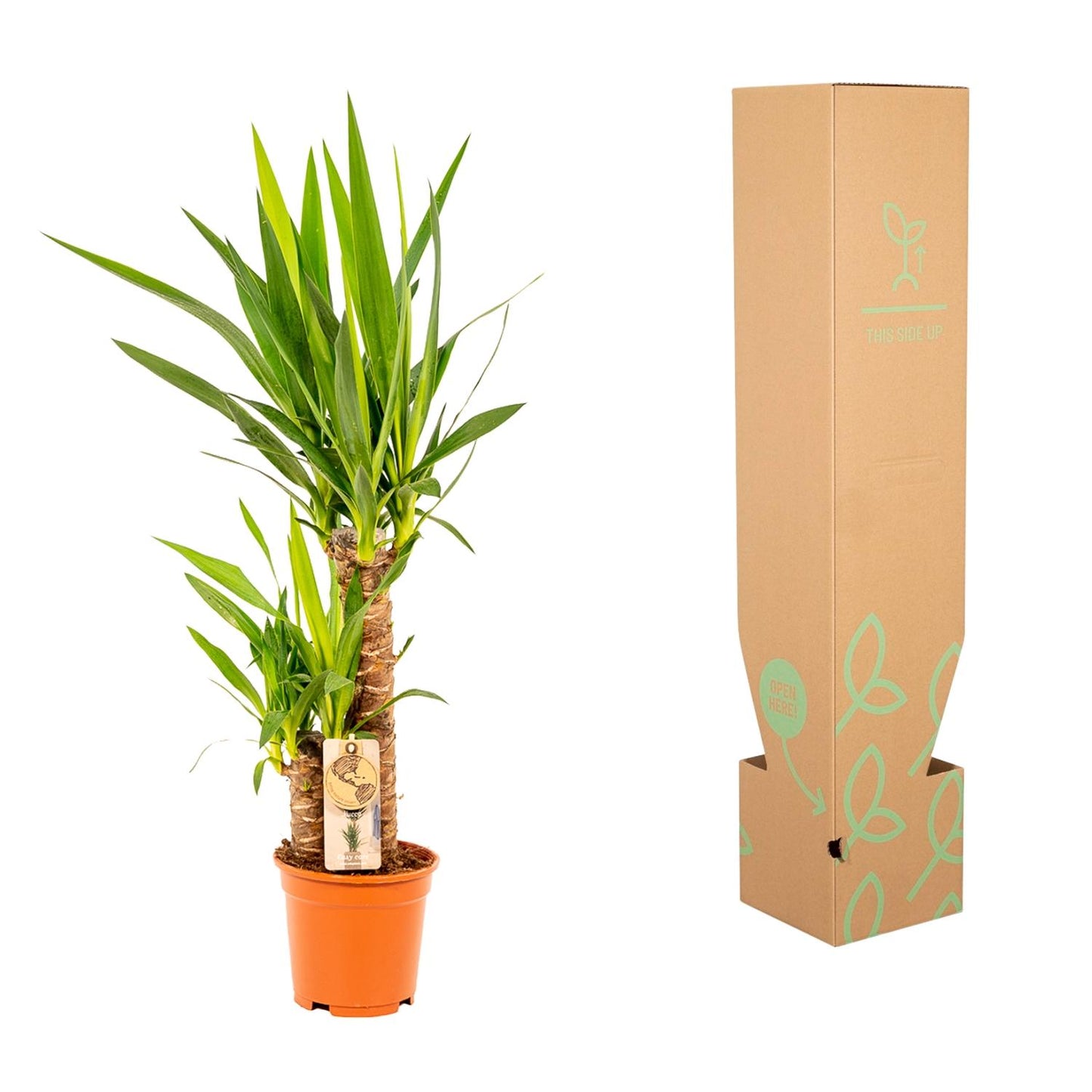Yucca 90 cm – Ø17 cm – Pflanzfix24.de - Pflanzfix24.de