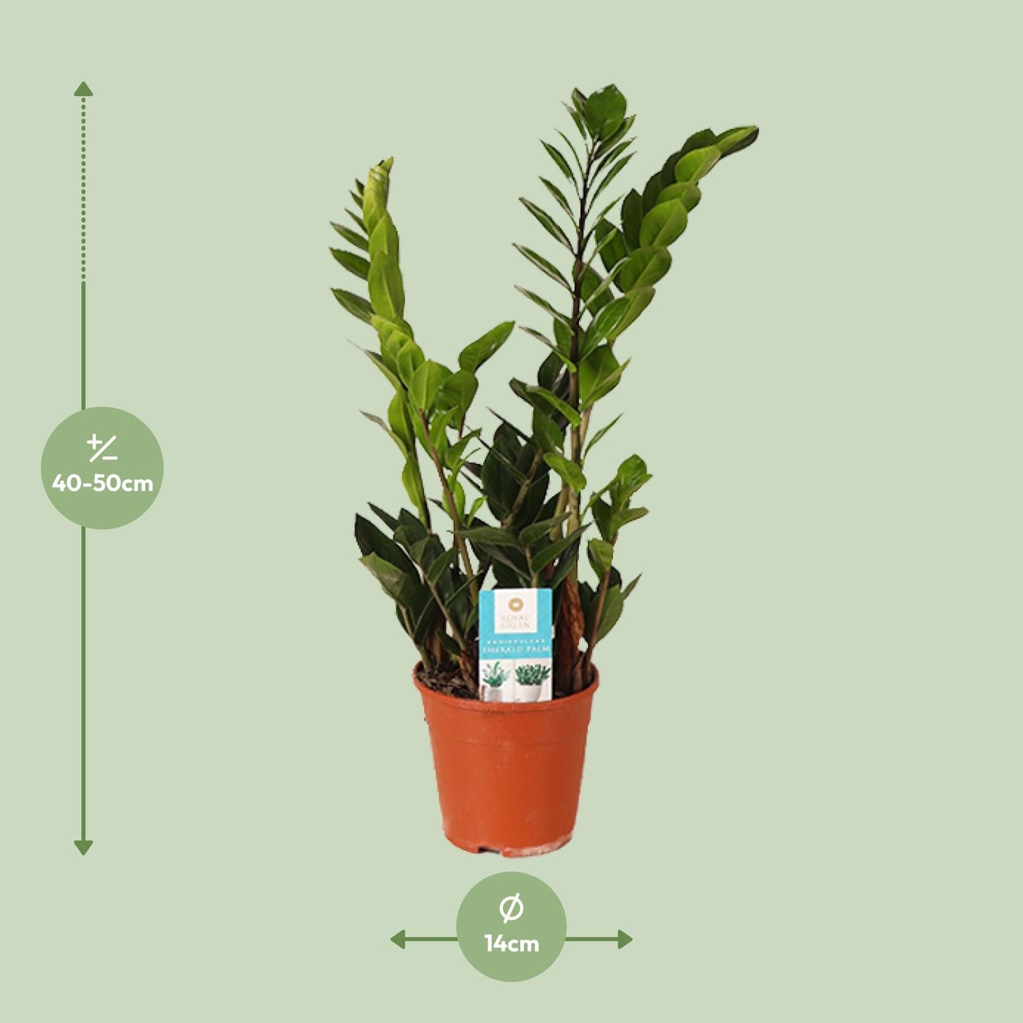 Zamioculcas Zamiifolia 45cm - Zimmerpflanze bei Pflanzfix24