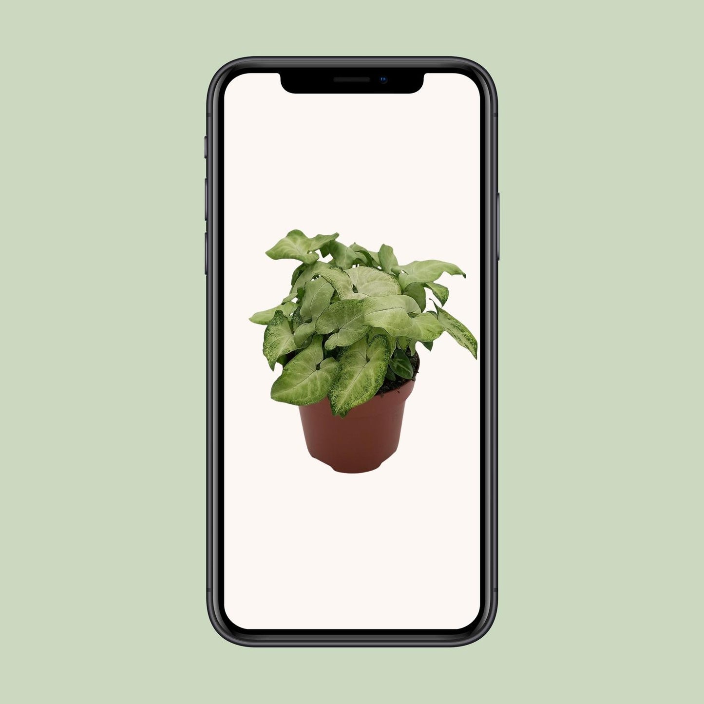 Syngonium 'White Butterfly' - Ø13cm - ↕25cm - Pflanzfix24