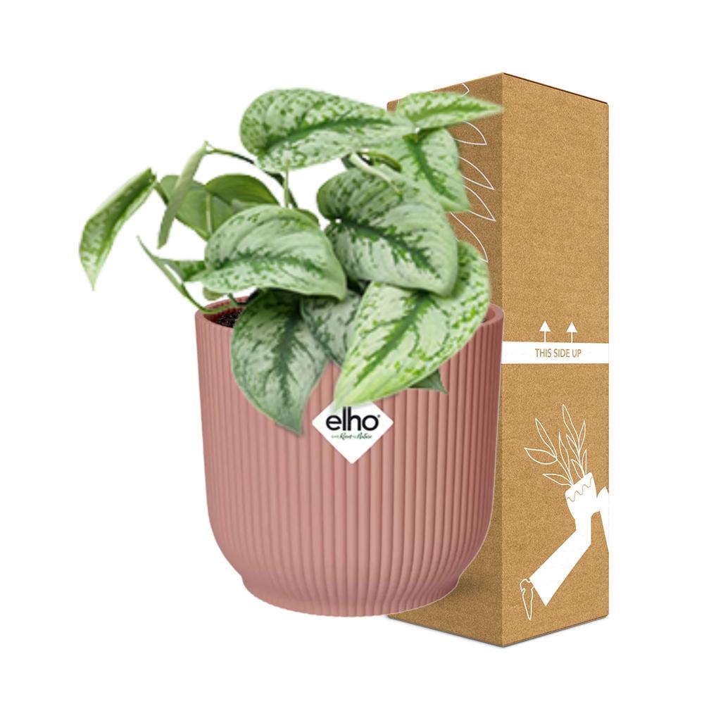 Scindapsus Pictus Trebie 14 cm ELHO Vibes roze | Pflanzfix24