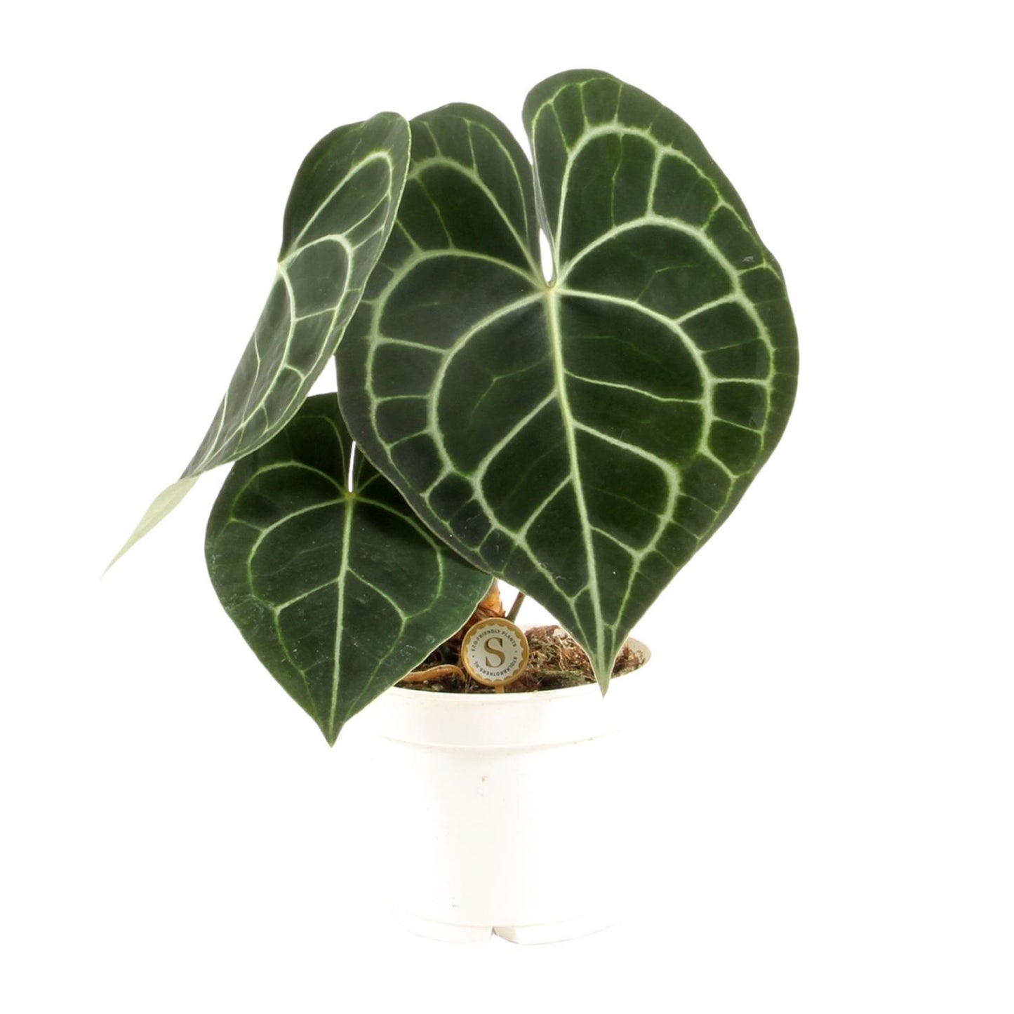 Anthurium Clarinervium - Ø12cm - ↕30cm by Pflanzfix24