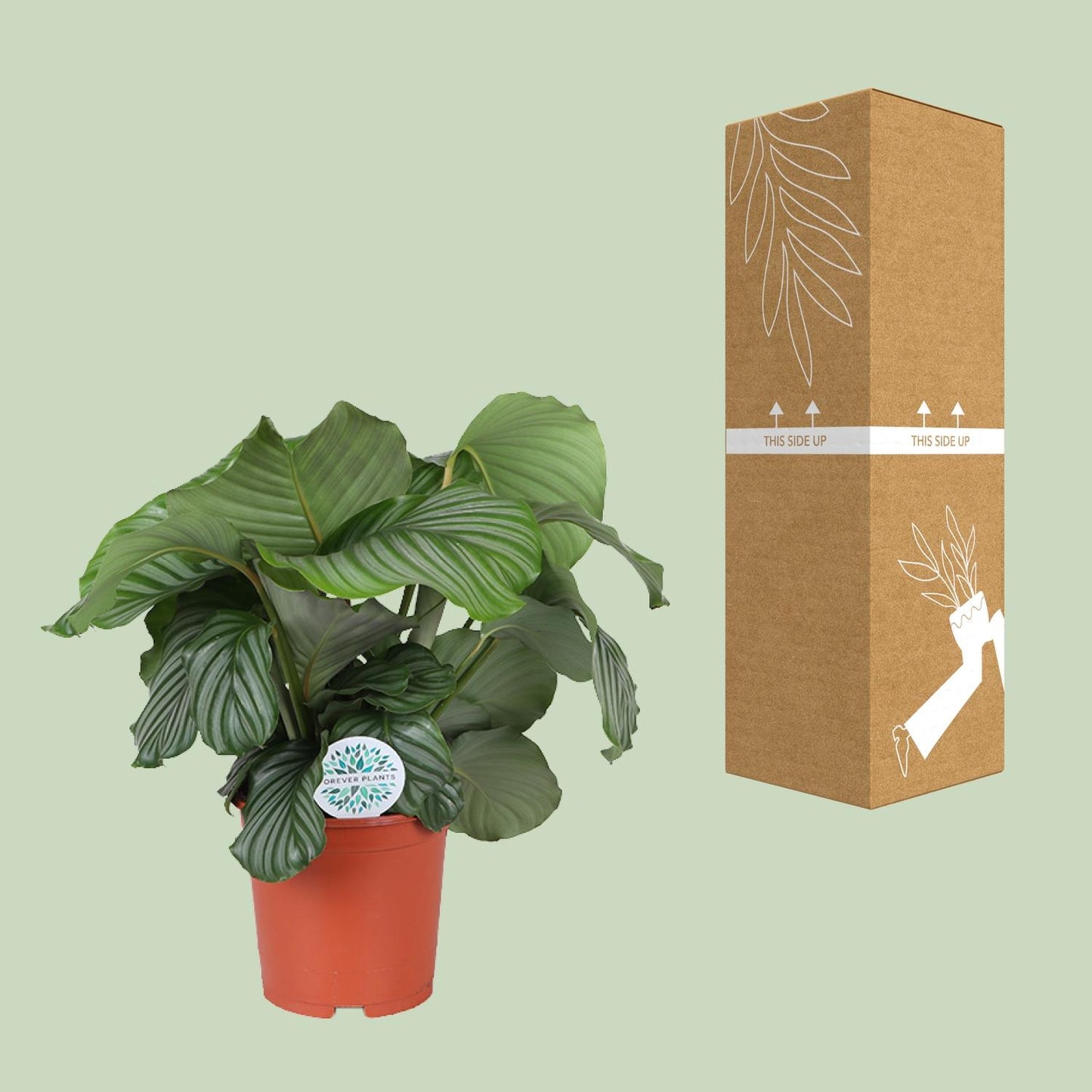 Calathea Orbifolia - Ø21cm - Pflanzfix24