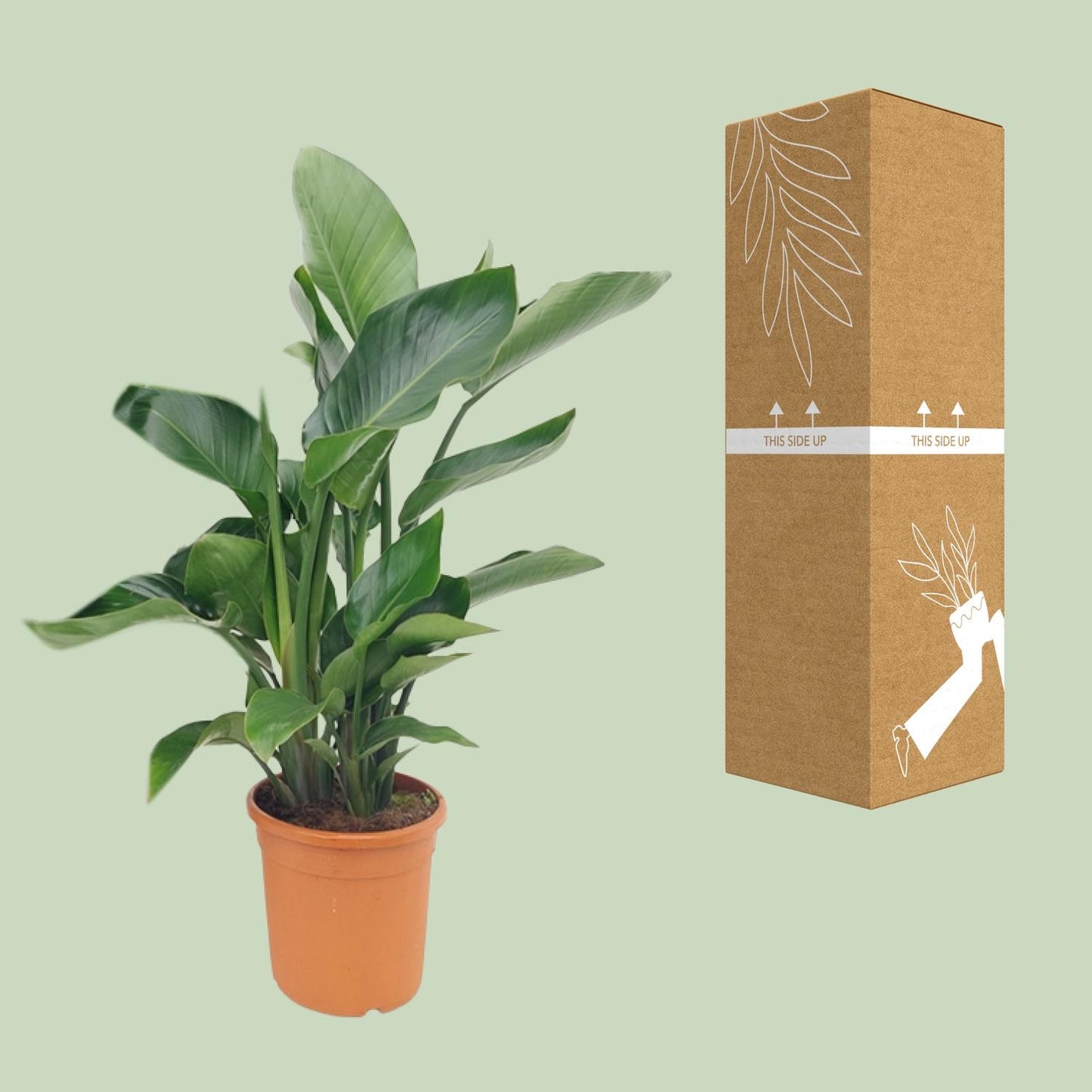 Strelitzia Nicolai - Ø22cm - ↕85cm - Pflanzfix24