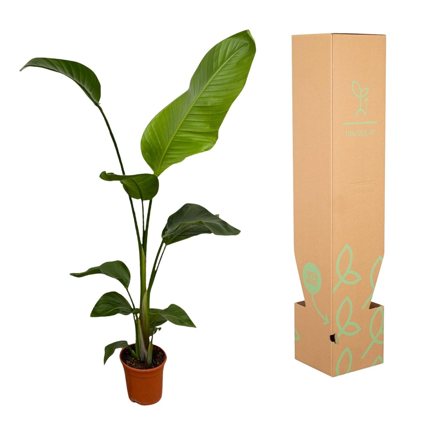 2x Strelitzia Nicolai Zimmerpflanze 100 cm Ø17 | Exotisch & Pflegeleicht | Pflanzfix24