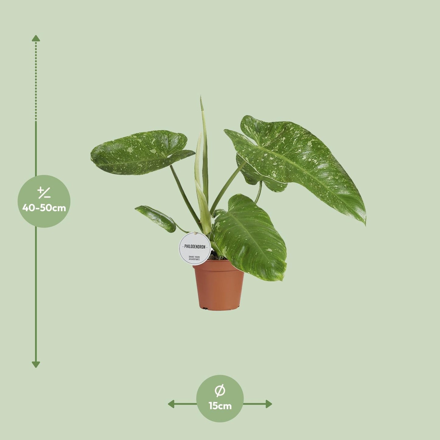 Philodendron Jose Buono 15cm – tropisches Raumgrün | Pflanzfix24