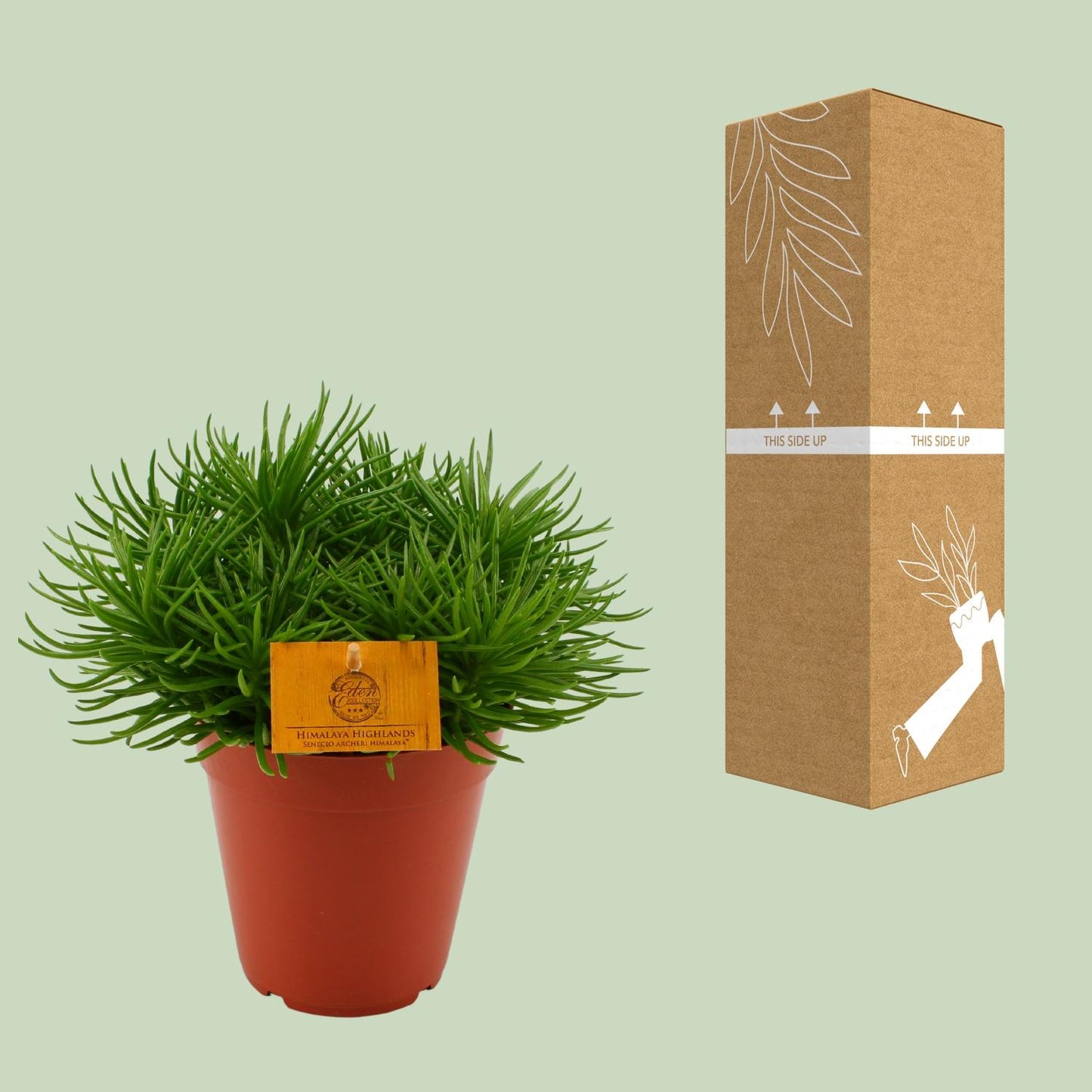 Senecio Himalaya - Ø15cm - ↕25cm bei Pflanzfix24