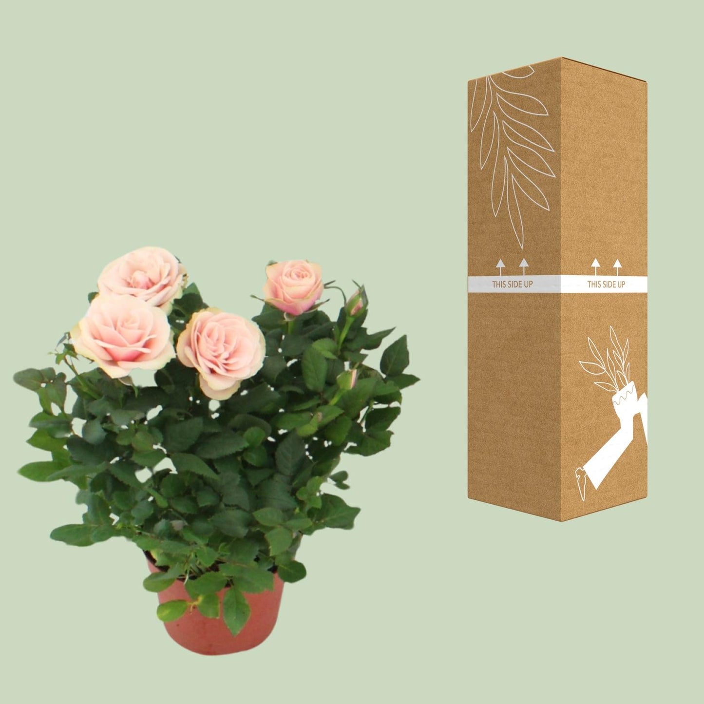 Rosa Light Pink - Ø12cm - ↕29cm bei Pflanzfix24