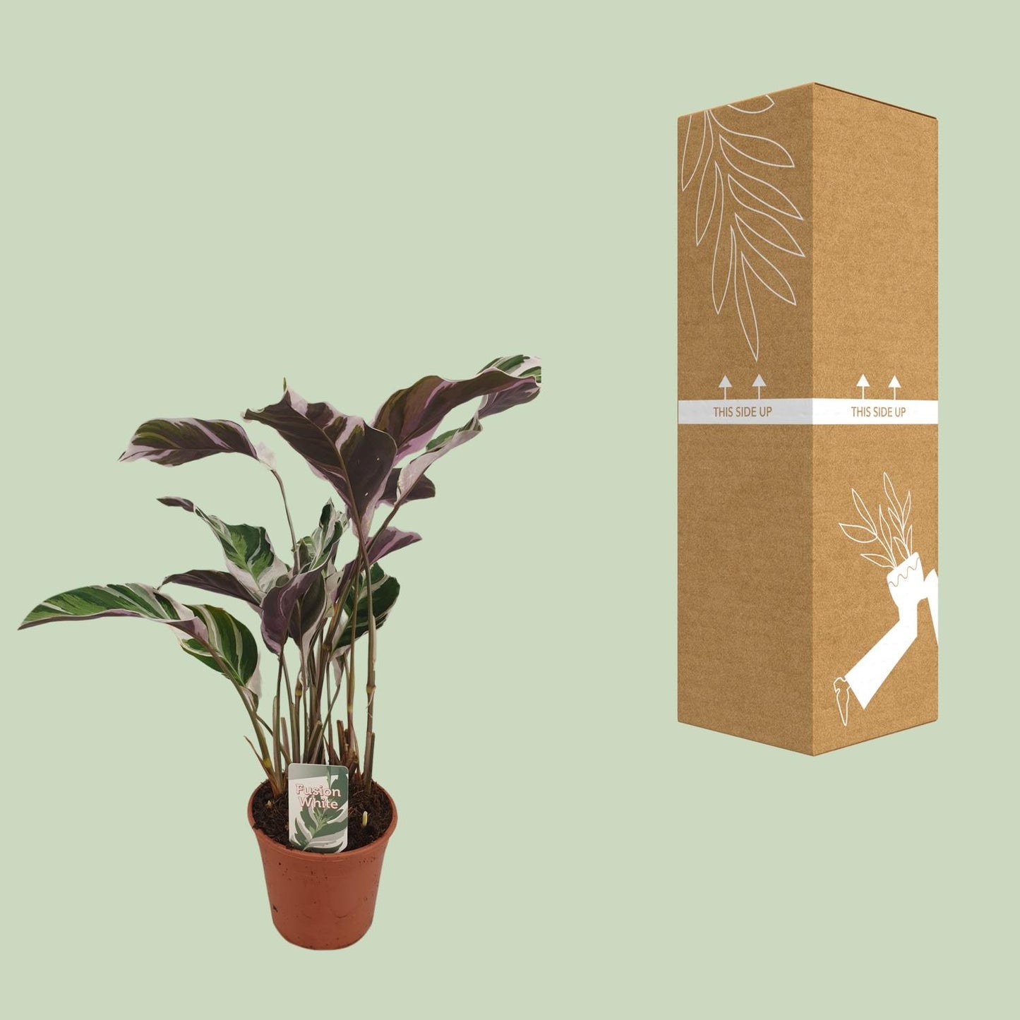 Calathea Fusion White Basic - Ø14cm - ↕40cm von Pflanzfix24