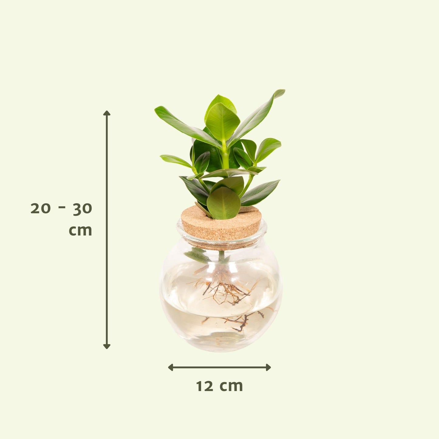 Clusia in Bolglas kurk - Ø12cm - ↕30cm - Pflanzfix24.de - Pflanzfix24.de