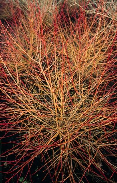 20x Cornus sanguinea 'Anny's Winter Orange' | Pflanzfix24.de - Pflanzfix24.de