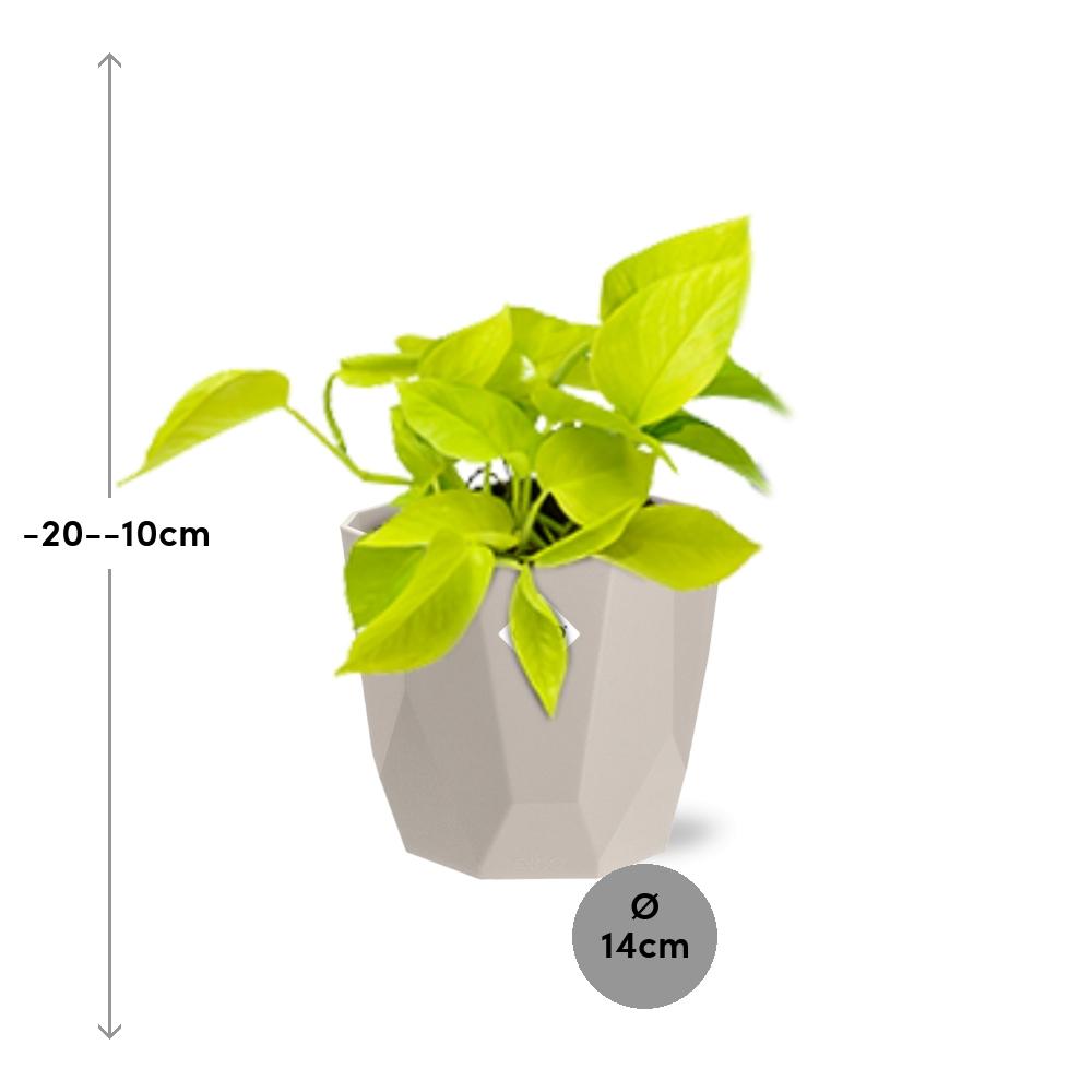 Epipremnum Pinnatum ‘Golden Pothos’ in ELHO b.for rock 14 cm warm grey - Pflanzfix24