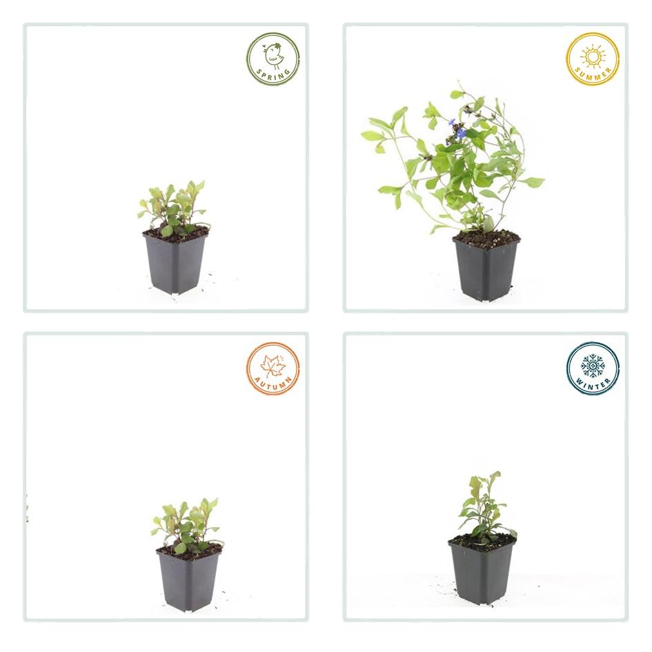 20x Ceratostigma plumbaginoides Bodendecker | Pflanzfix24.de - Pflanzfix24.de