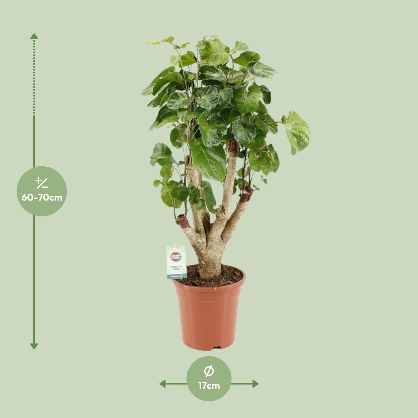 Polyscias Lemon - Ø17cm - ↕65cm - Pflanzfix24