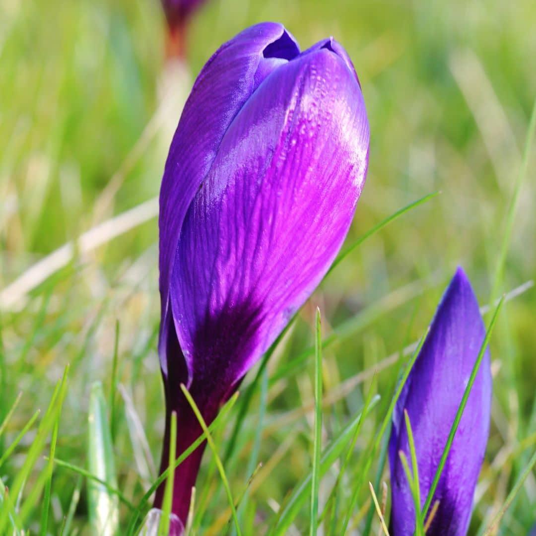 Pflanzfix24 - Krokus 'Flower Record' - 20 Blumenzwiebeln - Größe 8+
