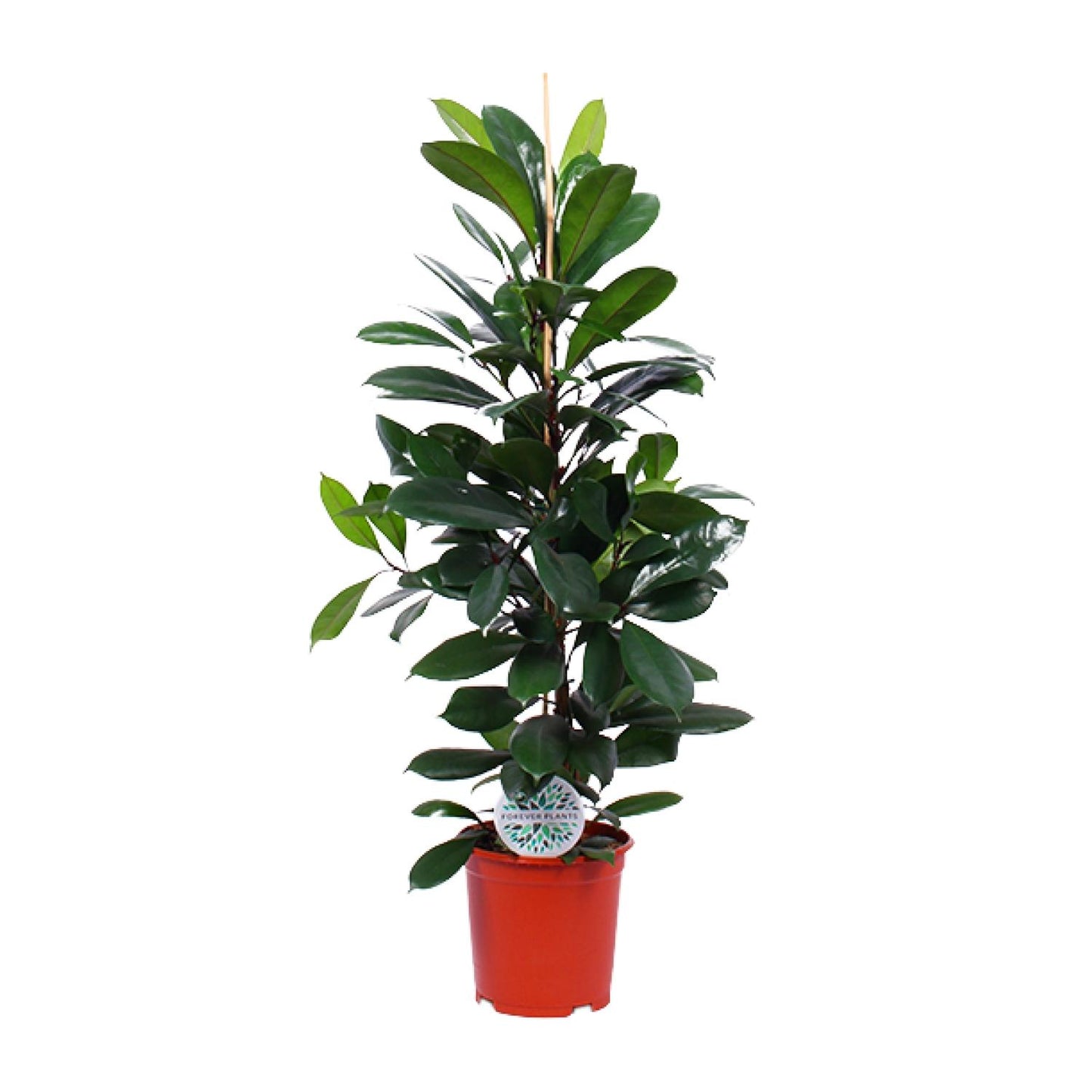 Ficus Cyathistipula - Ø21cm - pflanzfix24
