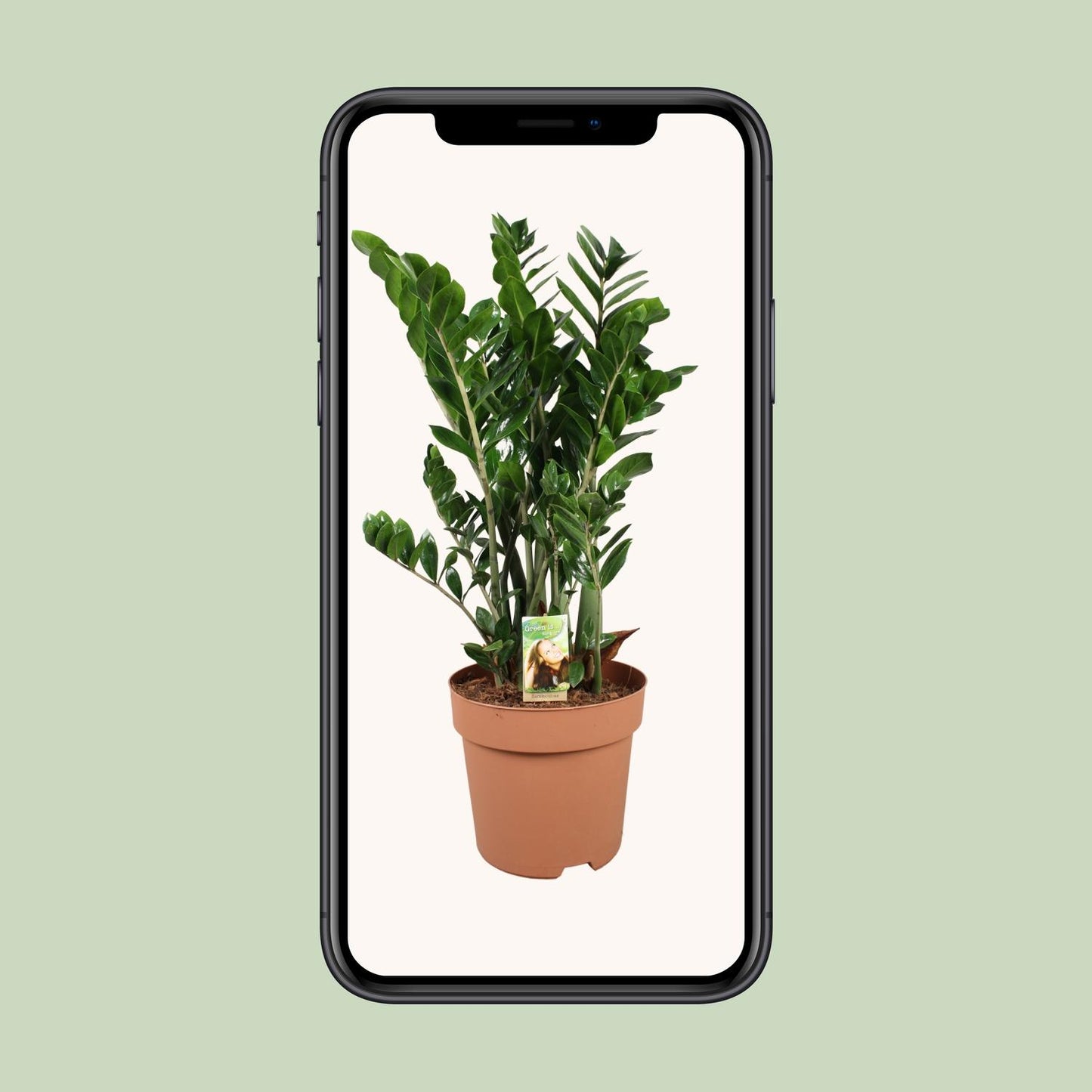 Zamioculcas Zamiifolia - Ø30cm - ↕110cm - Pflanzfix24