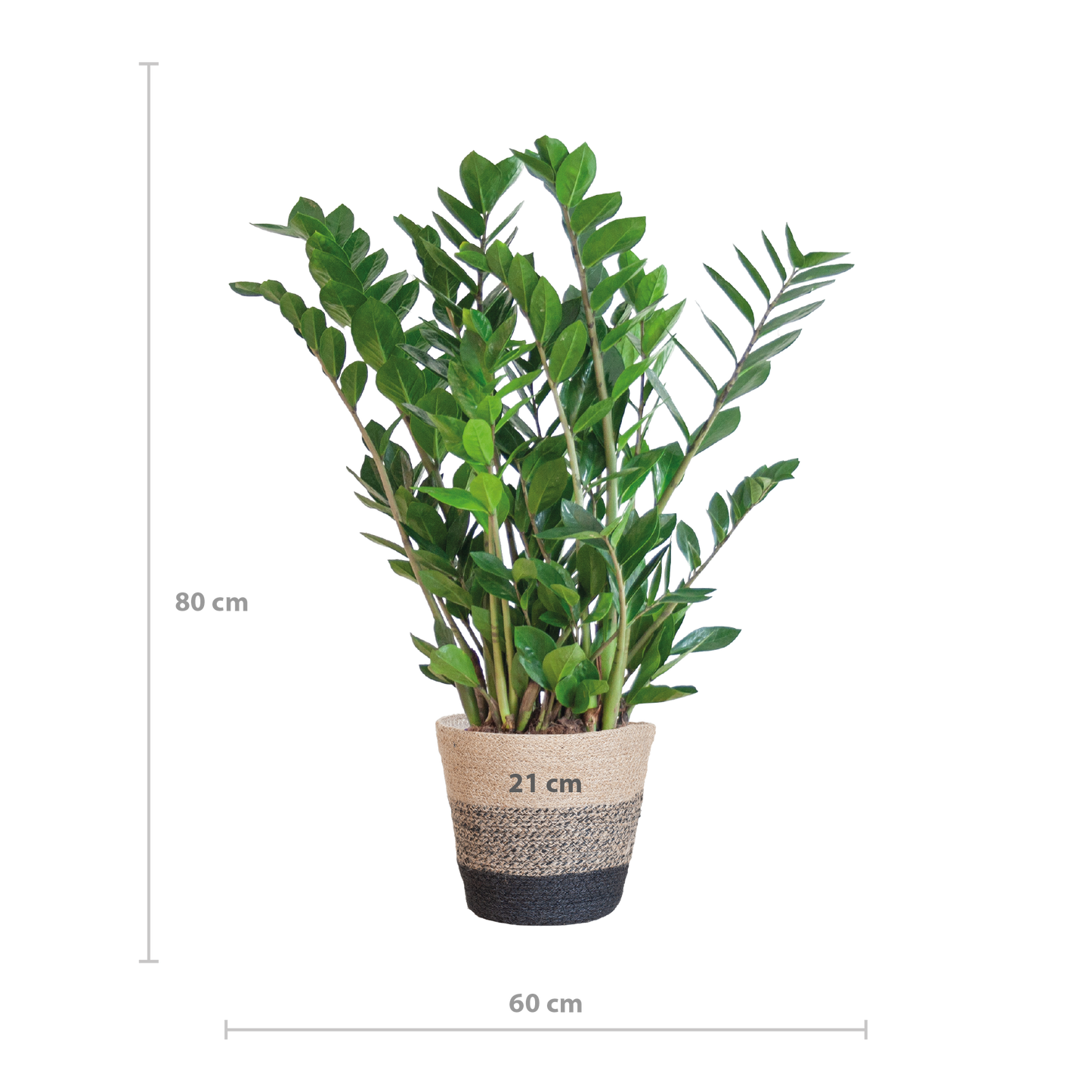 Zamioculcas mit Jutekorb Lissabon Schwarz – 80cm – Pflanzfix24.de - Pflanzfix24.de