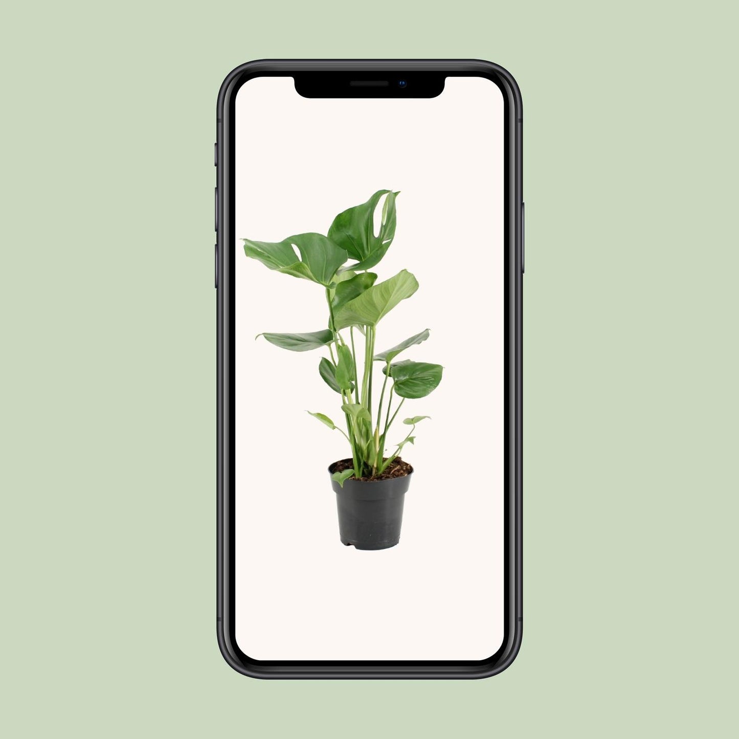 Monstera Deliciosa Ø17cm, 60cm – Pflanzfix24