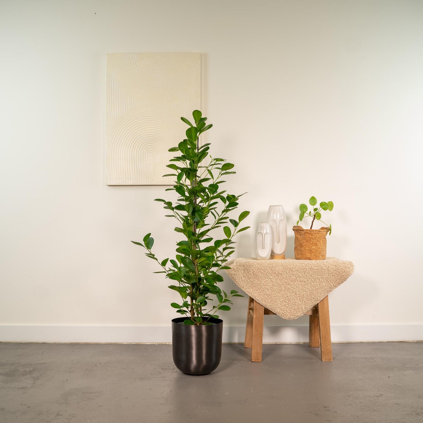 Ficus Microcarpa Moclame - Ø21cm - Pflanzfix24.de - Pflanzfix24.de